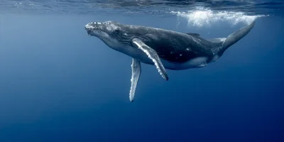 Maui Real Estate, Maui Homes For Sale, Contact Us, Entertainment, Whales
